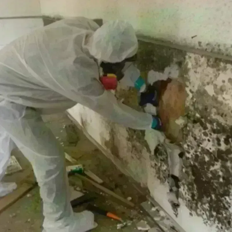 Mold Remediation and Removal in Los Fresnos, TX